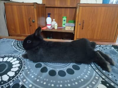Netherland Dwarf Bunnie. 0308 3581413.