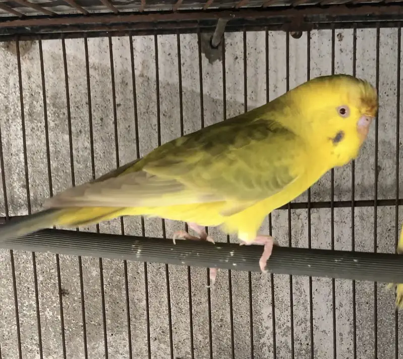 Setup fallow albino creamino blackwing Bw pale fallow redeyes — photo 3