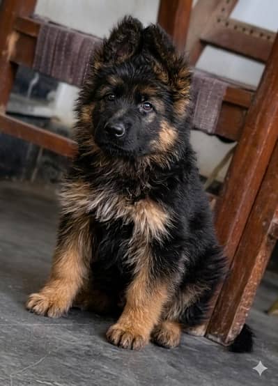 German shepherd Male pup 03134111831