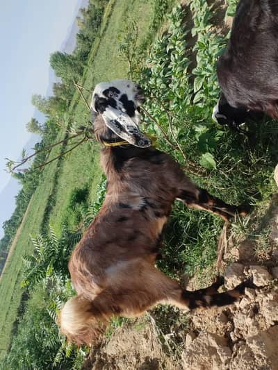 Beetal Breed for sale
