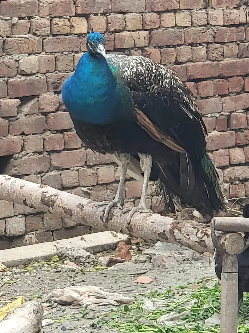 Peacock male