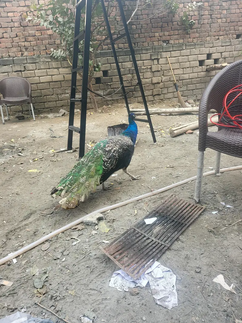 Peacock male — photo 2