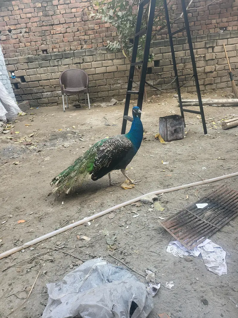 Peacock male — photo 3