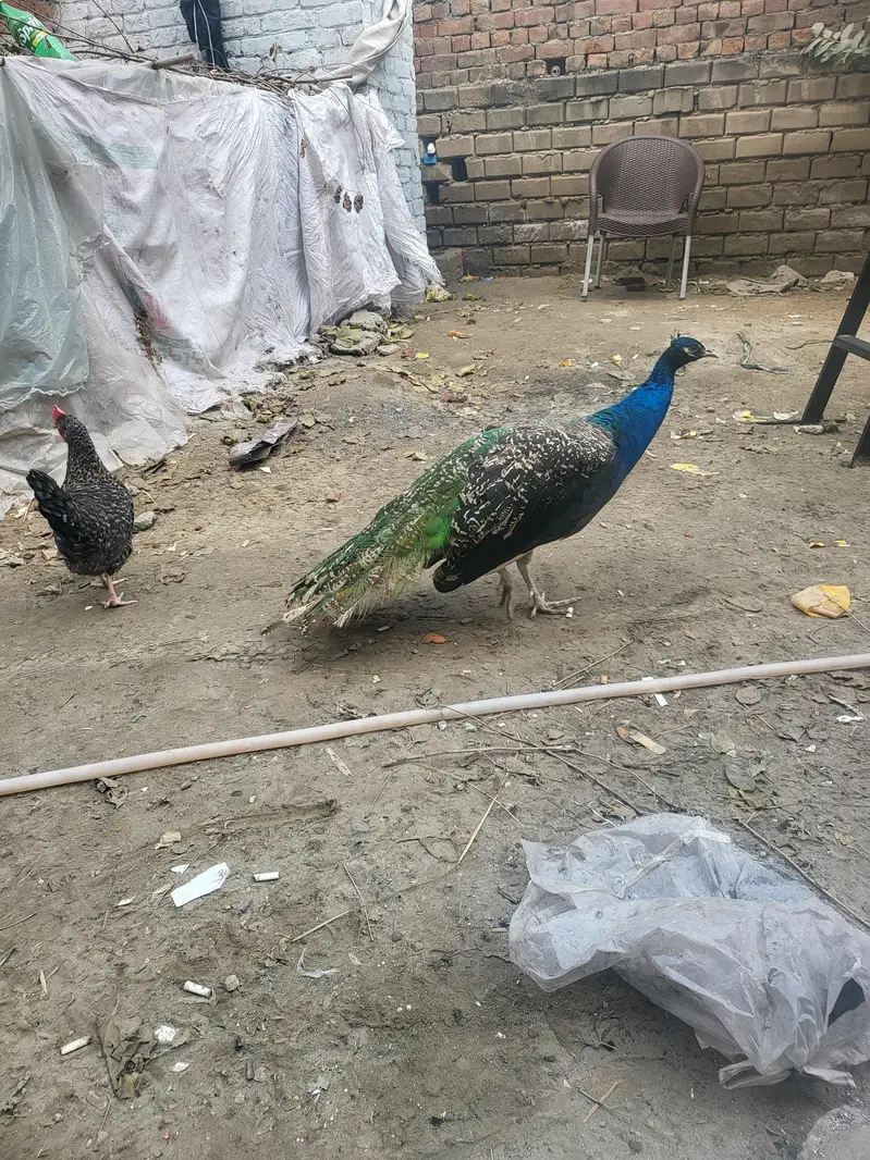 Peacock male — photo 4
