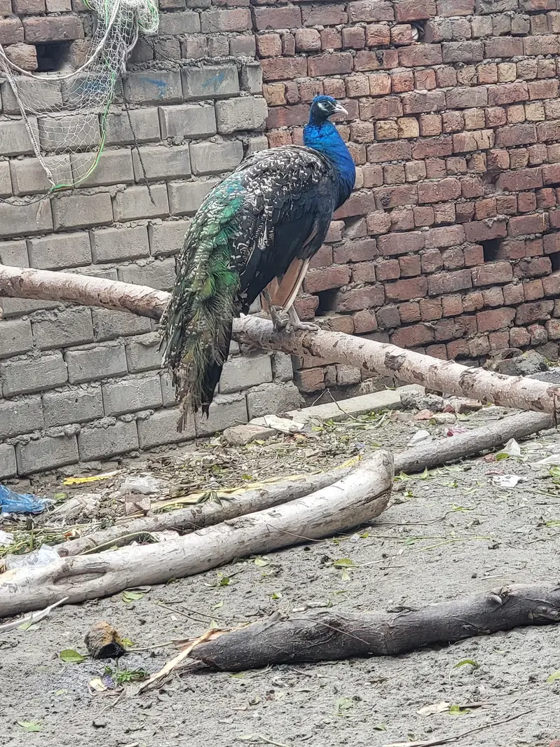 Peacock male — photo 5