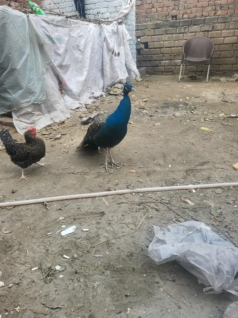Peacock male — photo 6