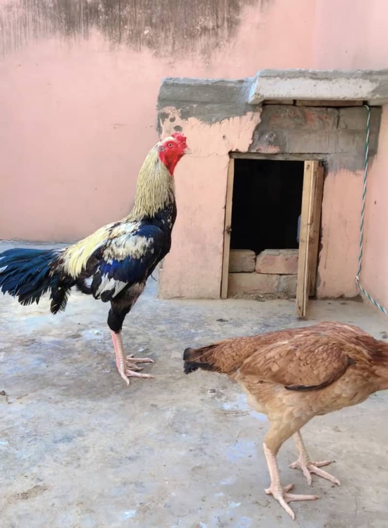 Aseel Pakistani Java Murga 0