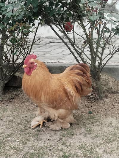 Chakor Tittri Golden Bantam White Black Buff