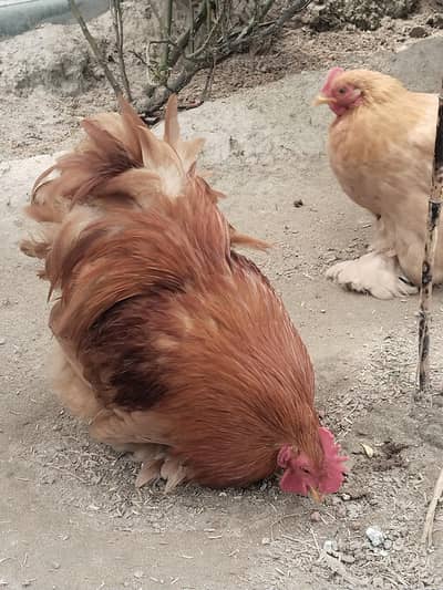 Golden Bantam White Buff Chakor Tittri