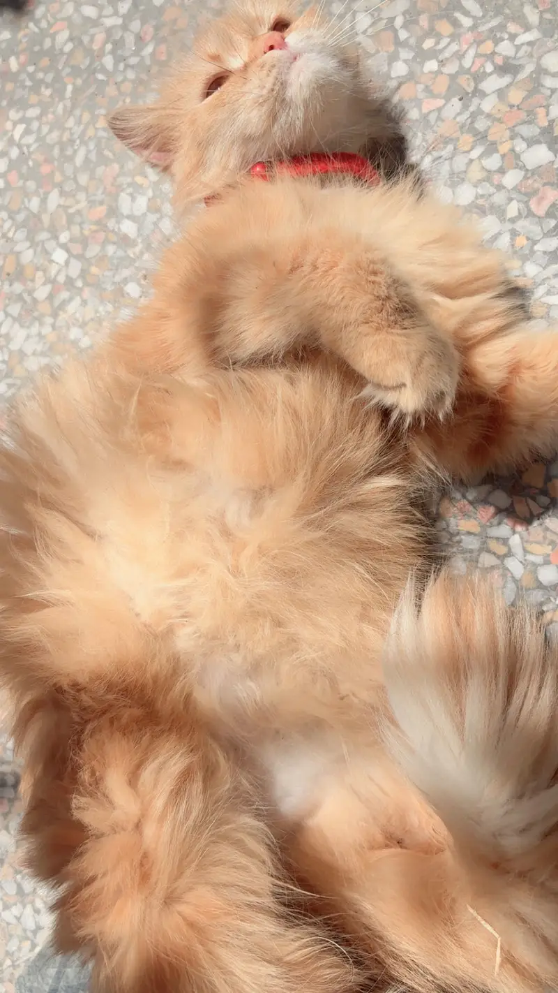 Persian orange female cat — photo 2