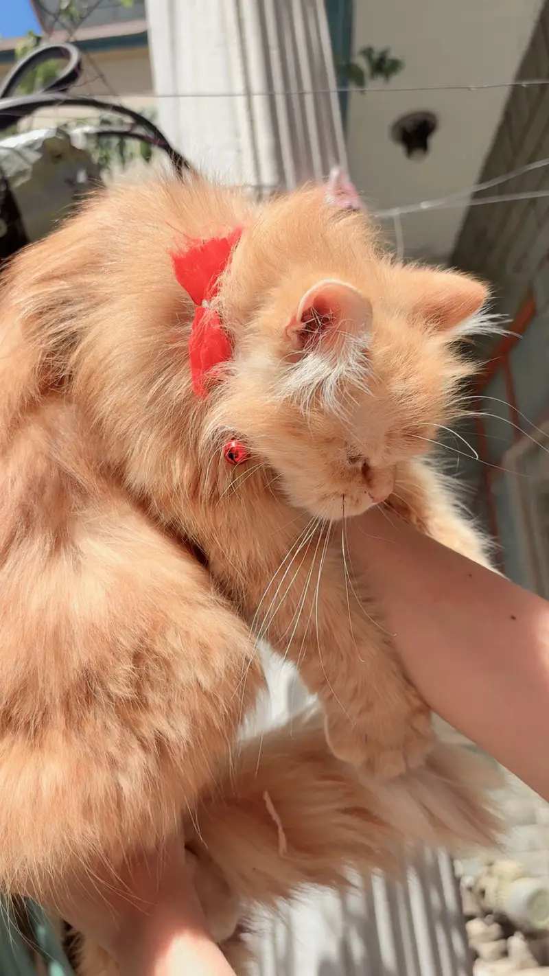 Persian orange female cat — photo 3