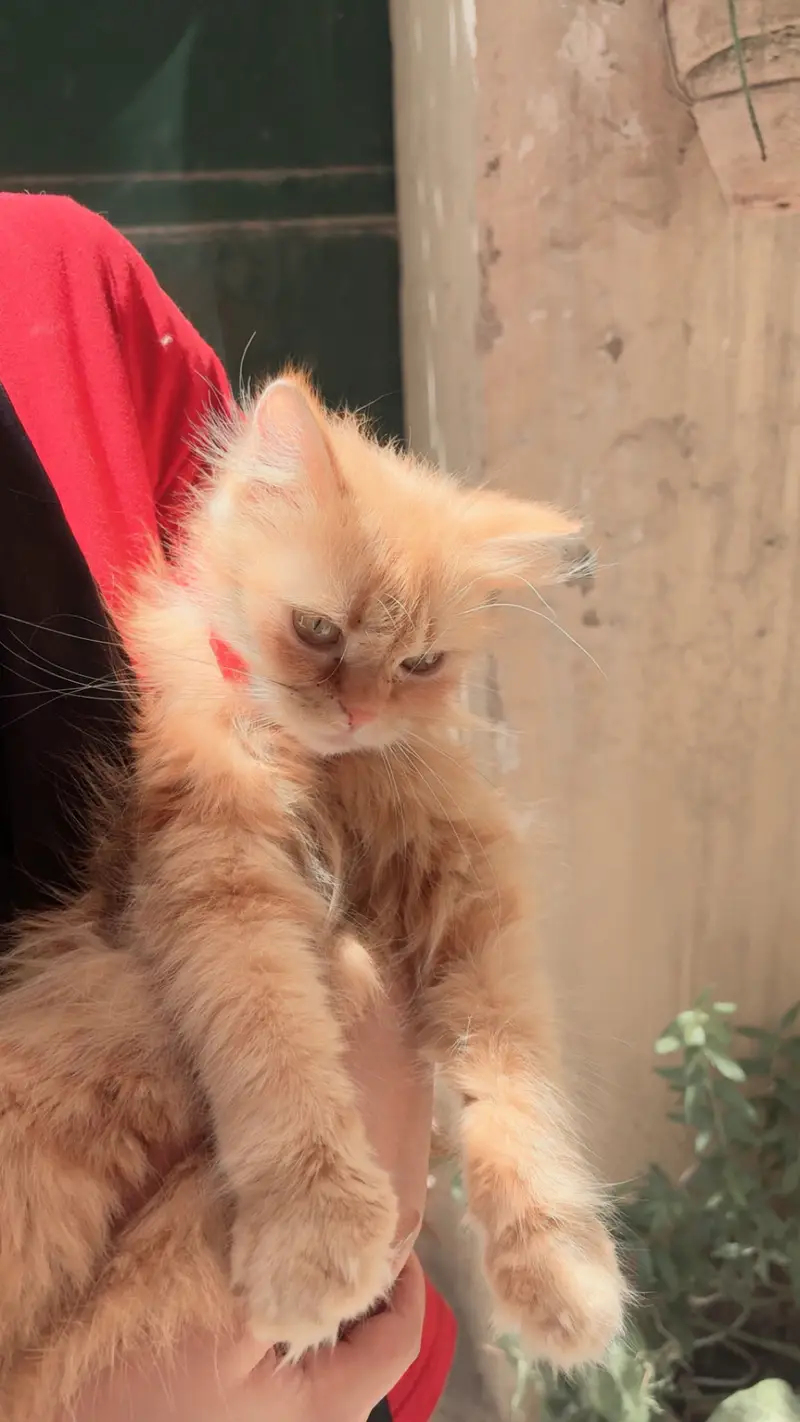 Persian orange female cat — photo 4