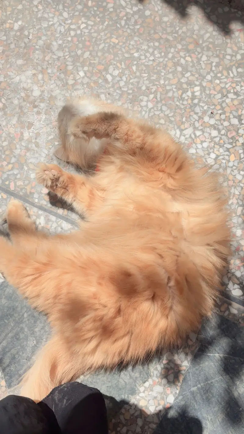 Persian orange female cat — photo 5