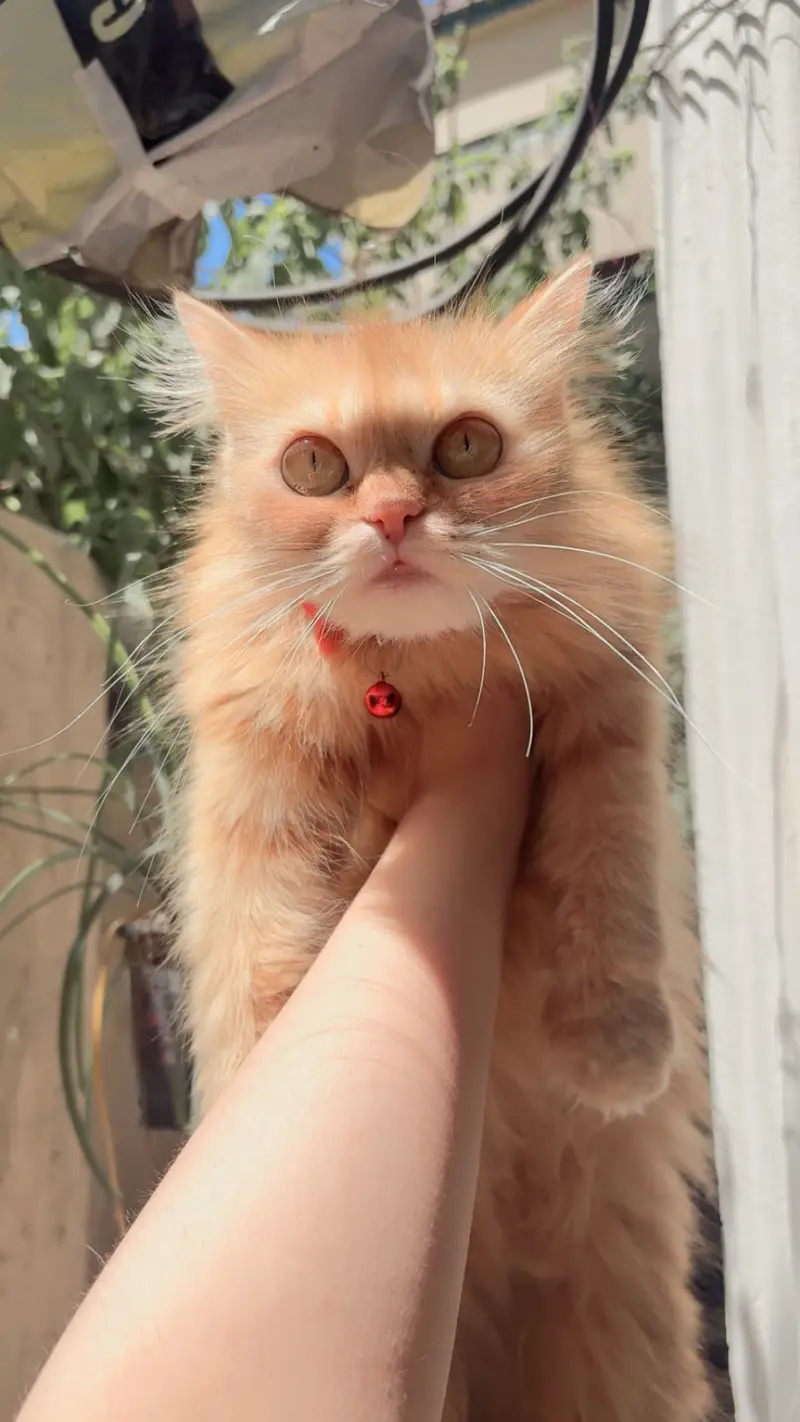 Persian orange female cat — photo 6
