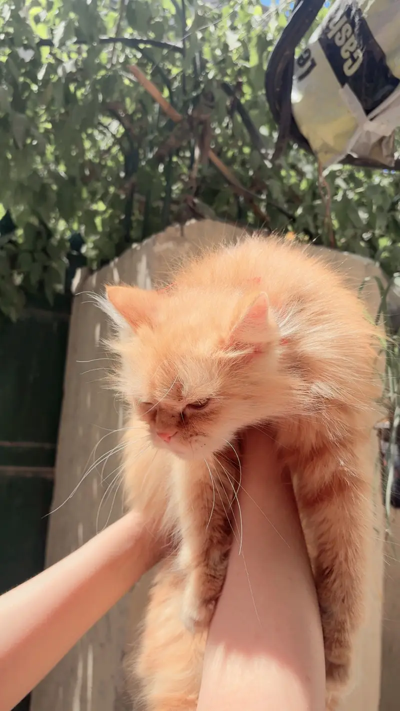 Persian orange female cat — photo 7