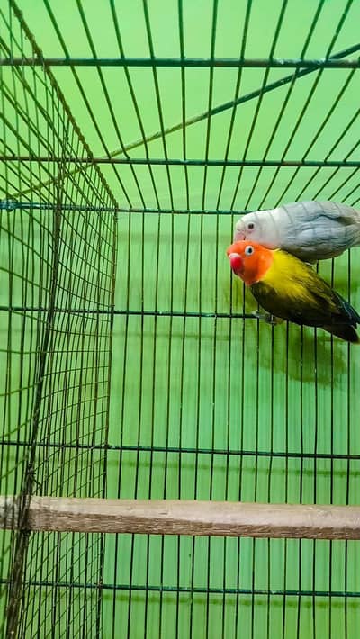 Love Birds Breedar Pair