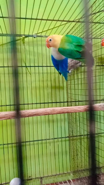 Love Birds Breedar Pair