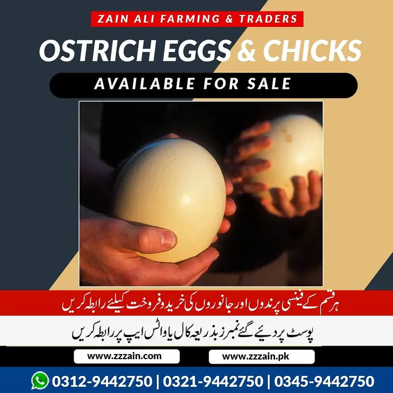 Ostrich eggs and chick's available 03459442750 Zain Ali Farming — photo 2