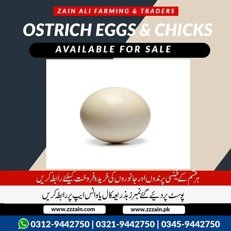Ostrich eggs and chick's available 03459442750 Zain Ali Farming — photo 3