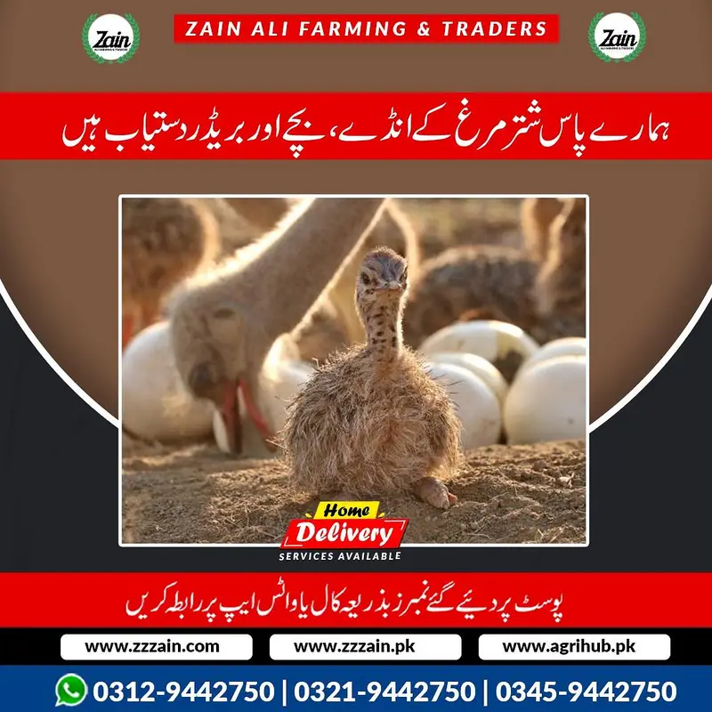 Ostrich eggs and chick's available 03459442750 Zain Ali Farming — photo 4