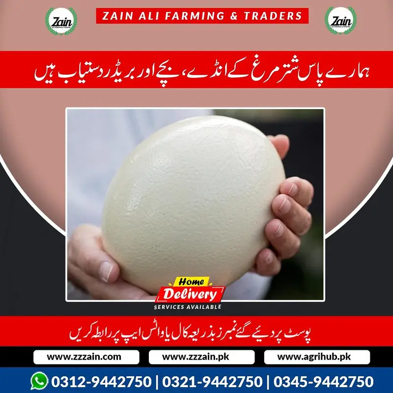 Ostrich eggs and chick's available 03459442750 Zain Ali Farming — photo 5