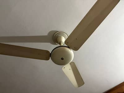 Asia fan for sale