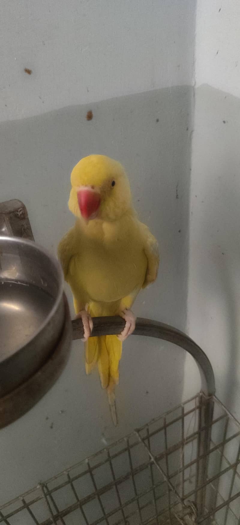 yellow ringneck 0