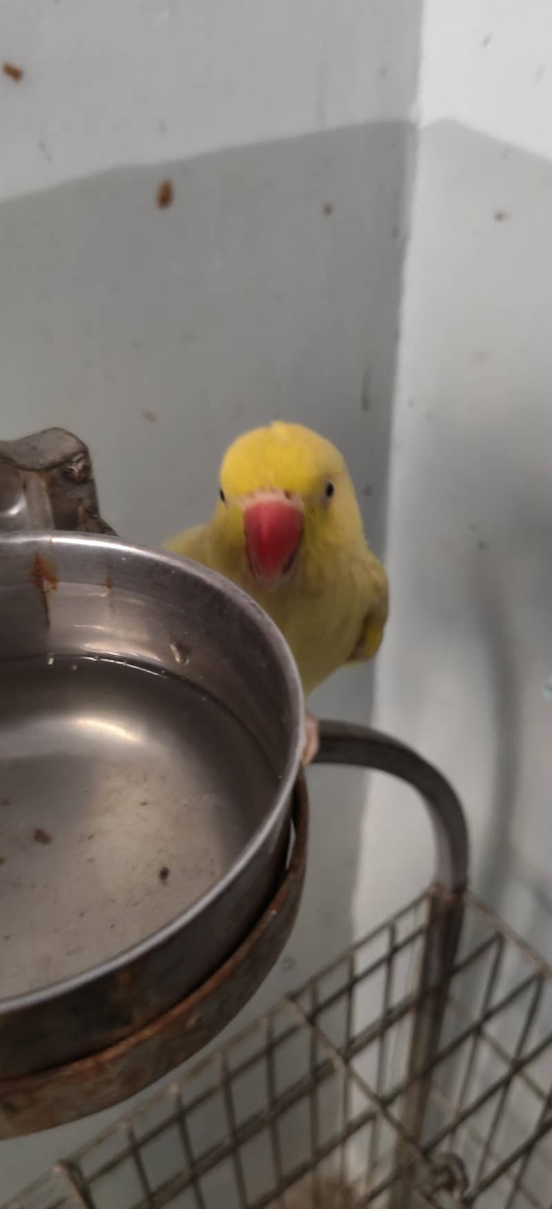 yellow ringneck 1