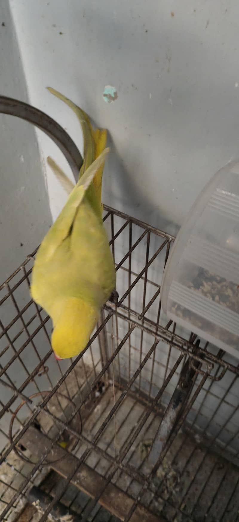 yellow ringneck 2
