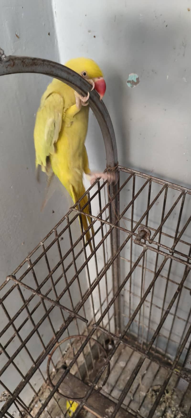 yellow ringneck 3