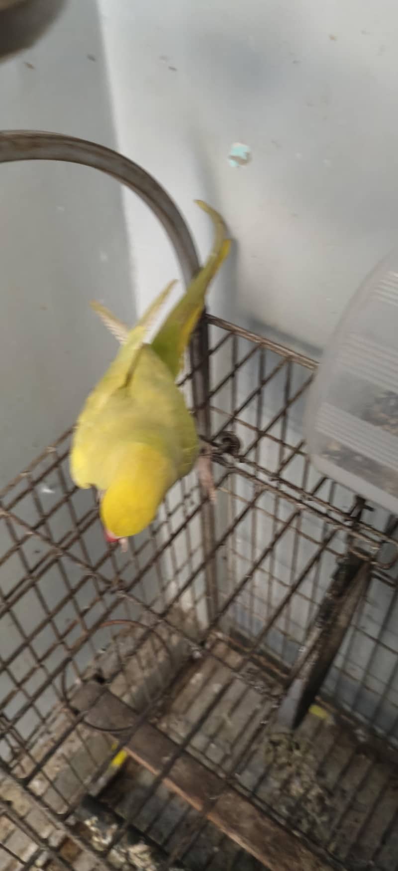 yellow ringneck 4