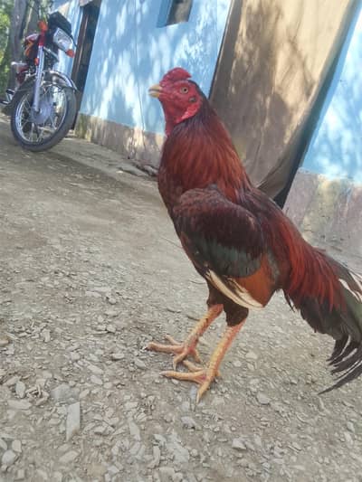 aik aankh zaiya ha bhtrin breeder