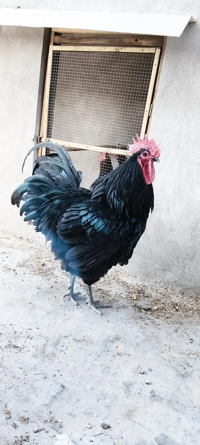 imported/heritage king size day/week/month old chickseggs available