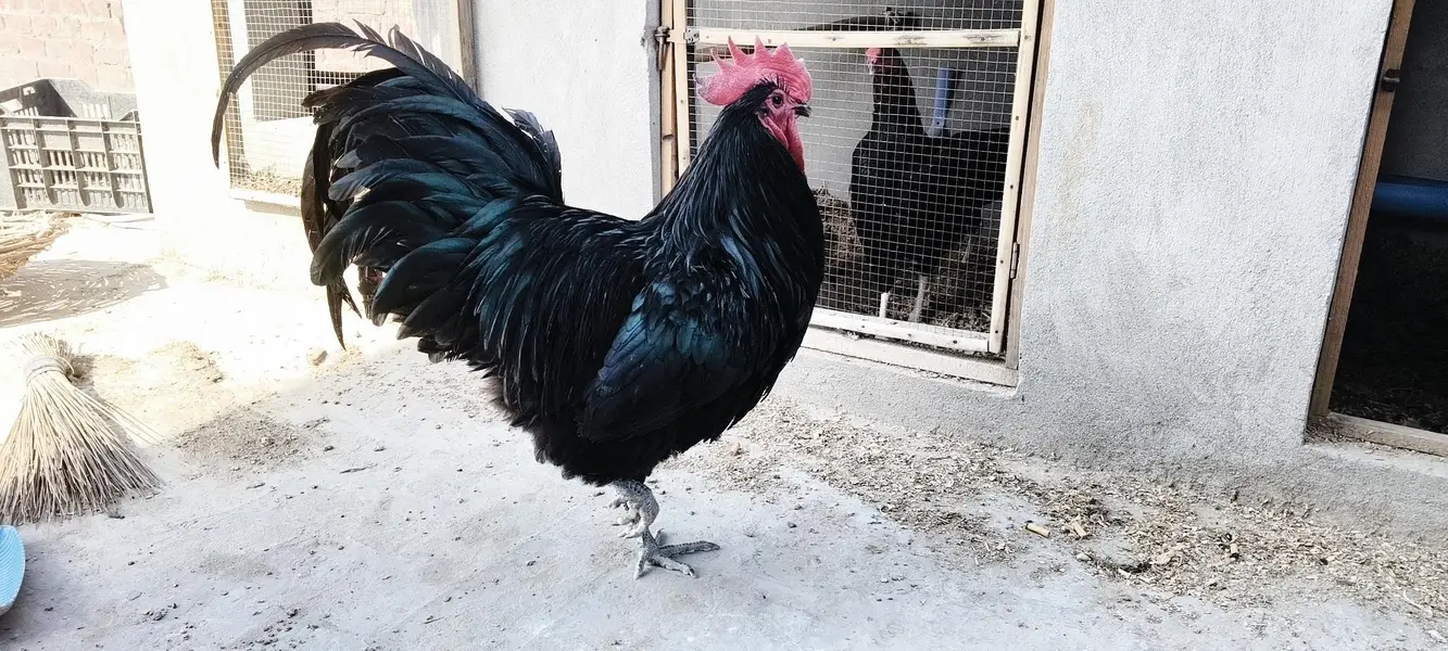 imported/heritage king size day/week/month old chickseggs available — photo 5