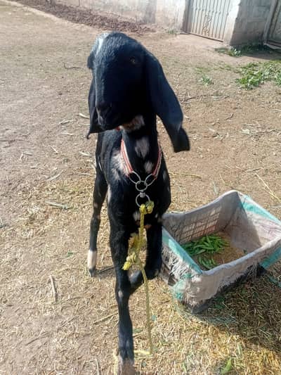 bakri