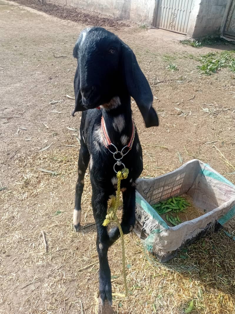 bakri 0