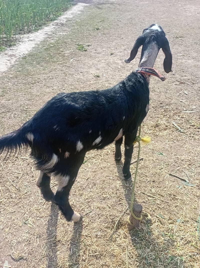 bakri 1