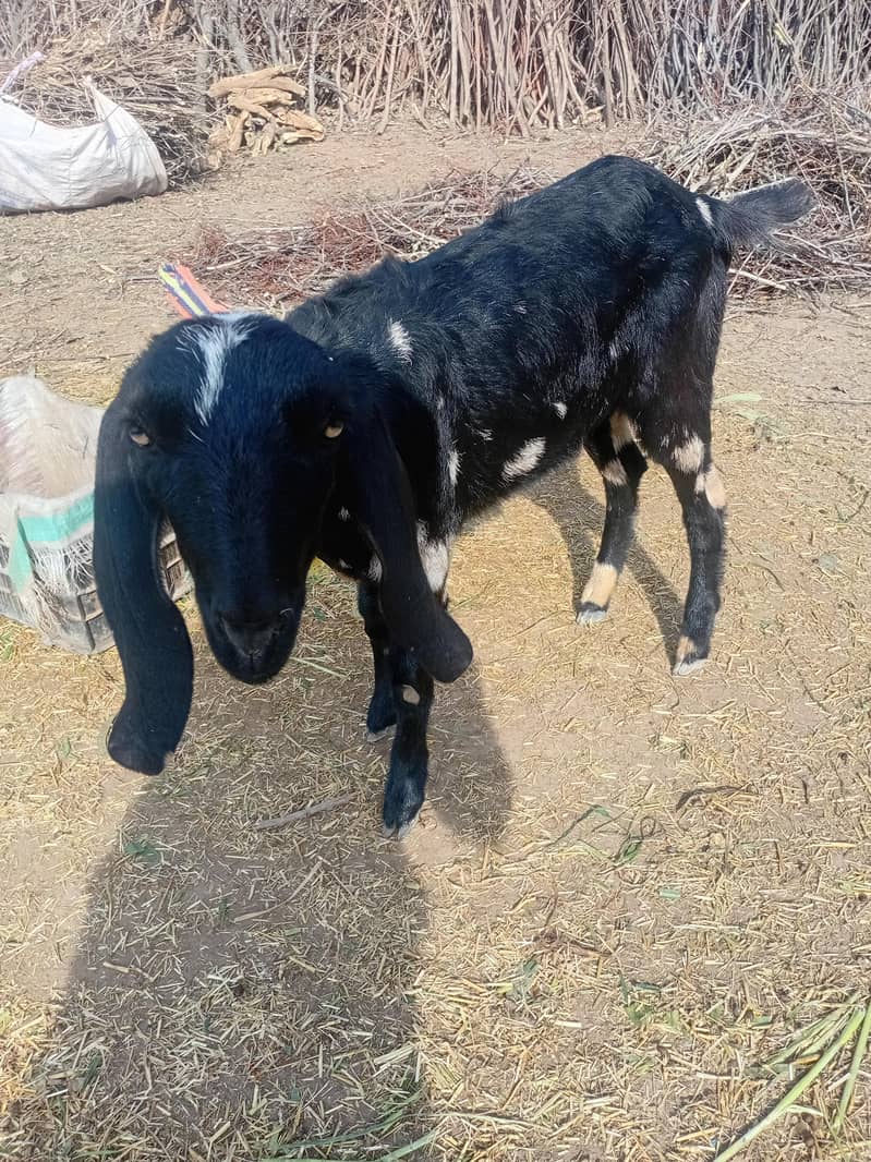 bakri 2