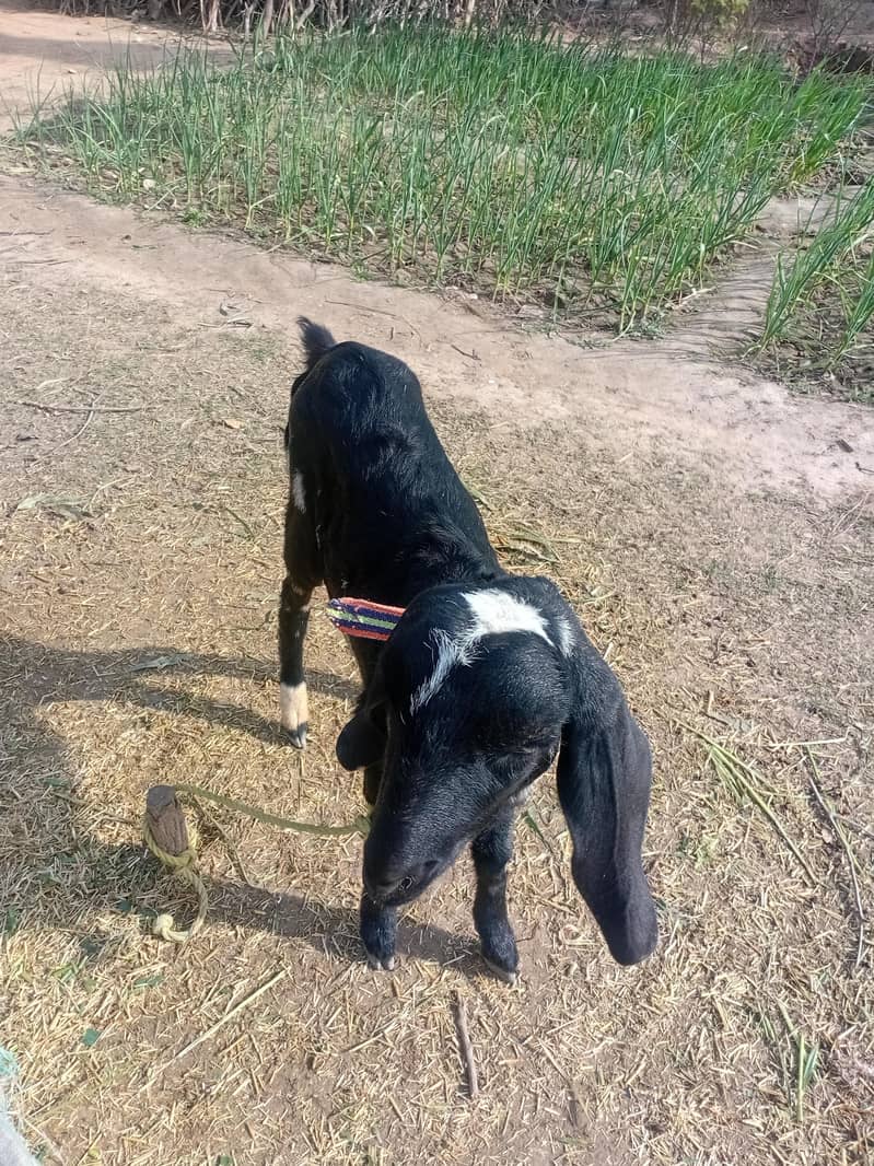 bakri 3