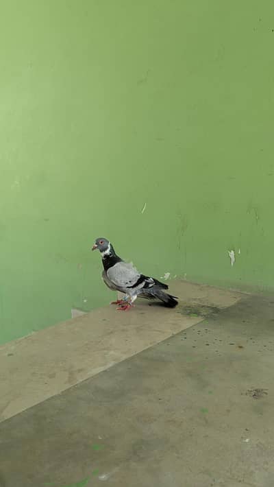 mashallah healthy piegon h red eyes