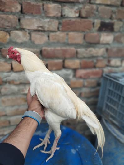 Aseel Heera