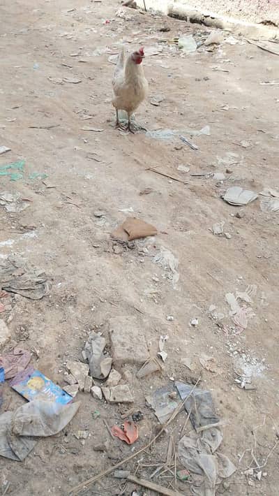 Anday Dene Wali Hens For Sale 1500 Per Peice Total 8 03435197351