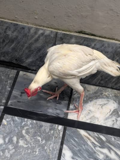 Heera Male