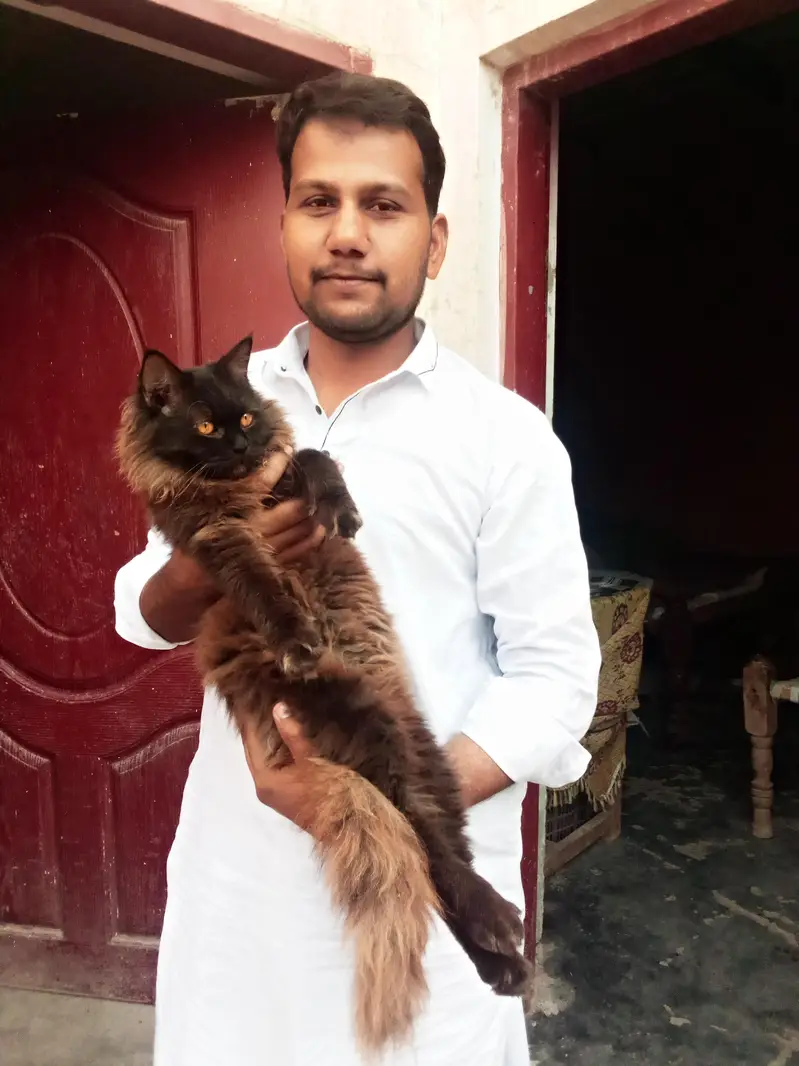 male persian cat — photo 2