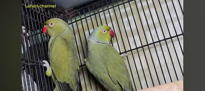 Olive Ringneck