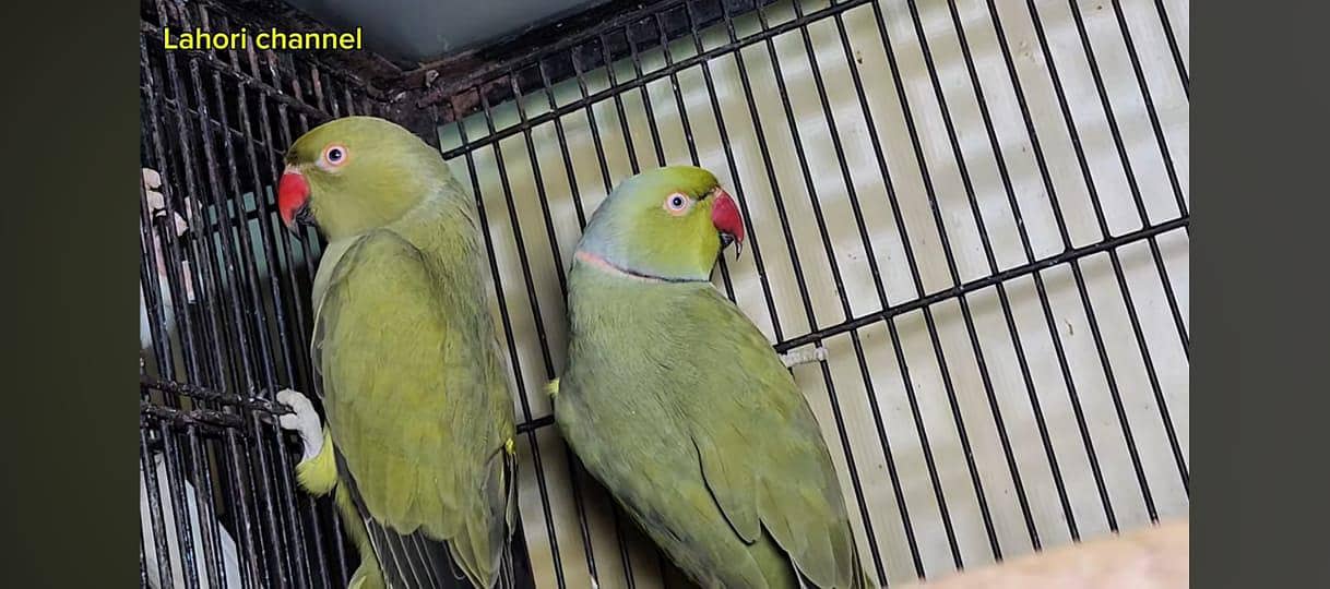 Olive Ringneck 0