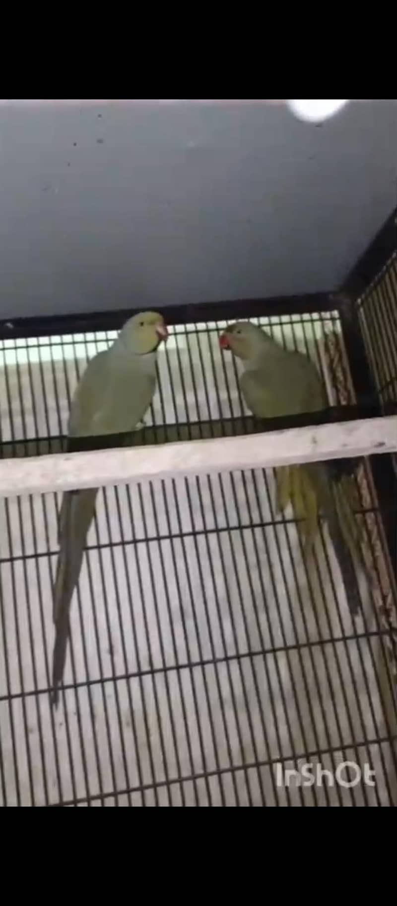 Olive Ringneck 1