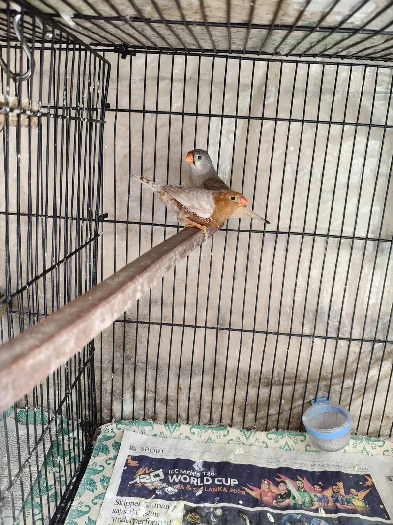 Orange Zebra Finches