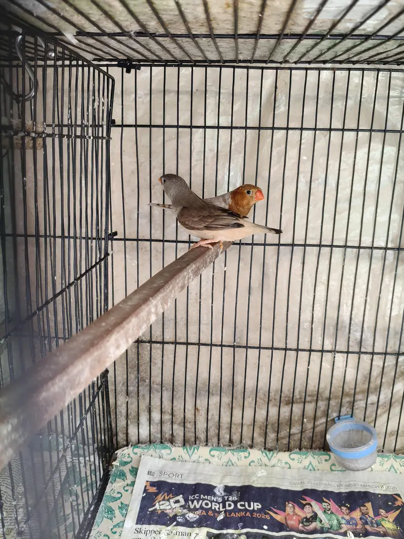 Orange Zebra Finches — photo 2