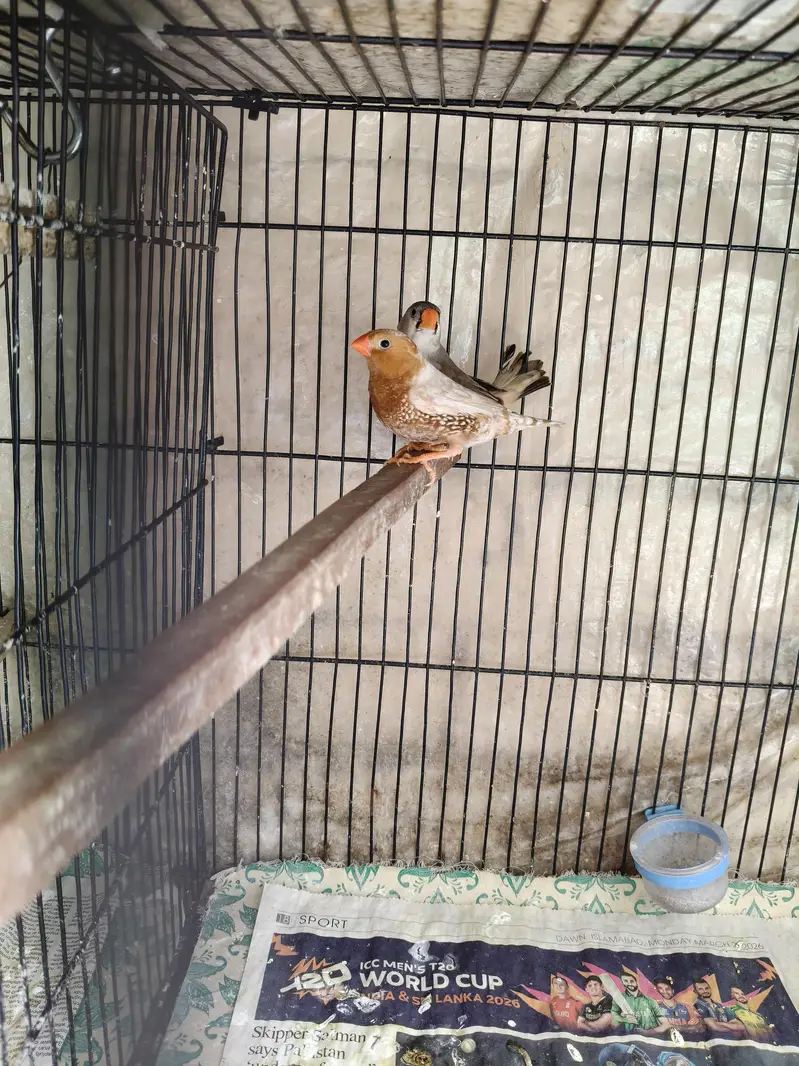 Orange Zebra Finches — photo 3